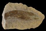 Cretaceous Fossil Leaf (Daphnophyllum) - Kansas #136456-1